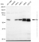KD-Validated Anti-Src Rabbit Monoclonal Antibody